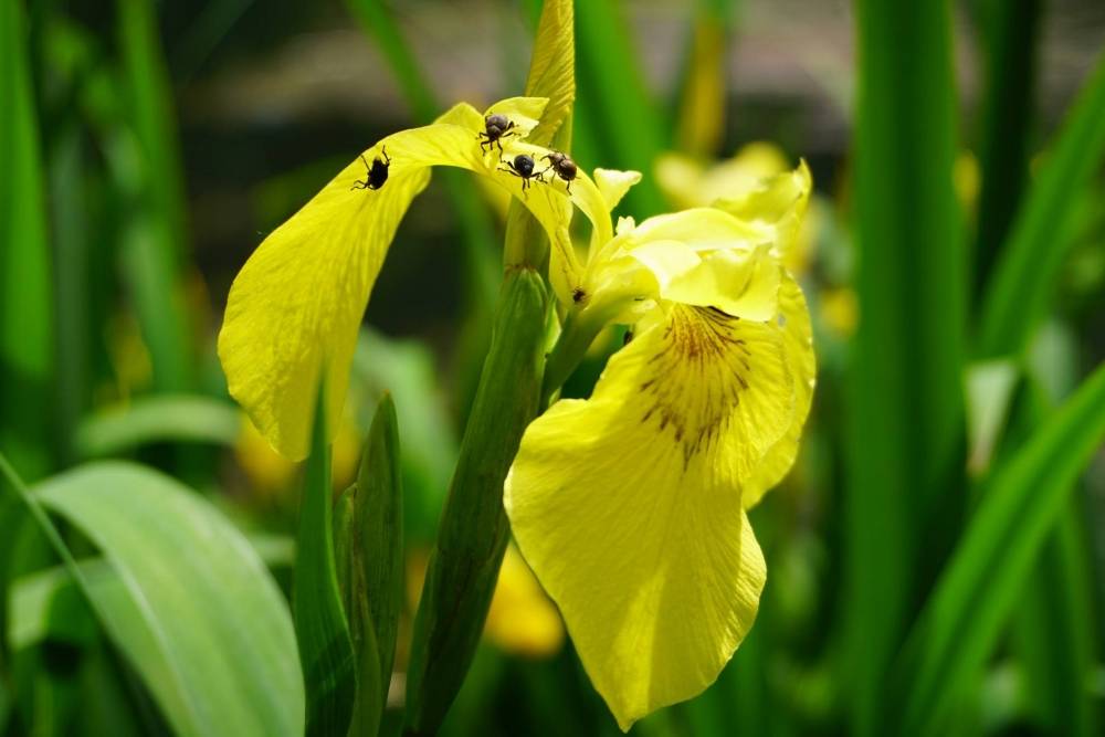Uvijek je živo na Jankovcu