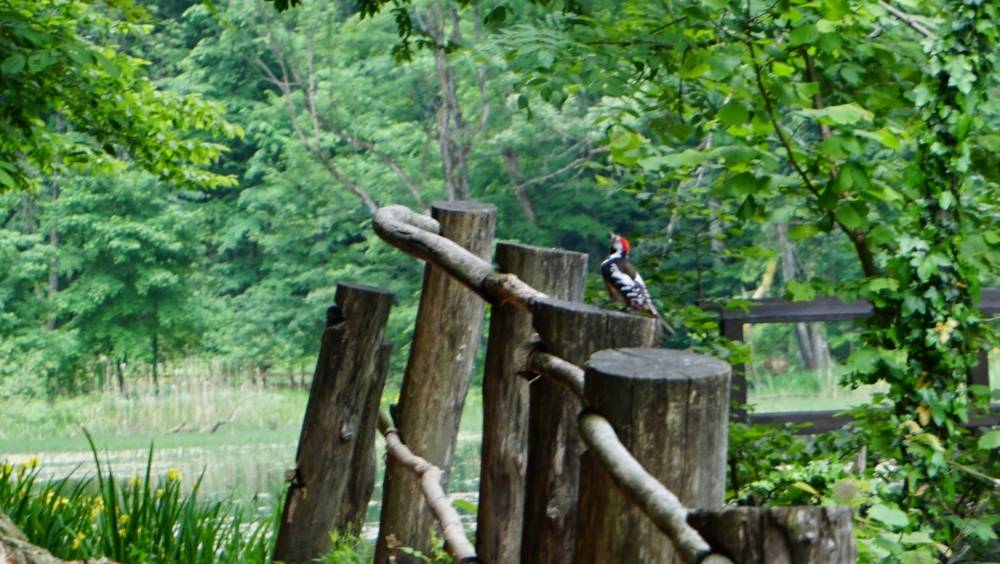 Uvijek je živo na Jankovcu