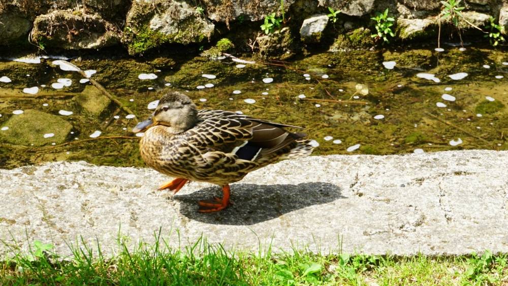 Uvijek je živo na Jankovcu