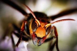 INVAZIJA STRŠLJENA: Što ako ste alergični?