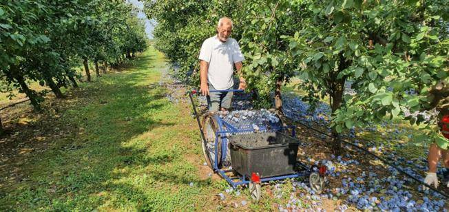 Slavonac Josip sam napravio stroj za skupljanje šljiva