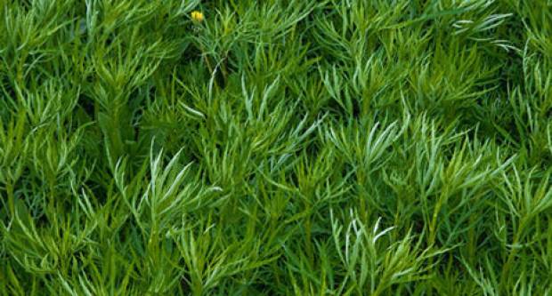 Znanstveno potvrđeno: Biljka koja se uzgaja u Hrvatskoj, učinkovita protiv virusa covida