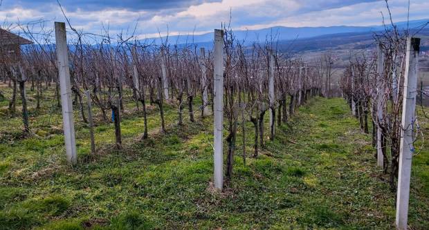 FOTO: Šetnja Sokolovcem i Grgurevskim putom, 13.3.2021.