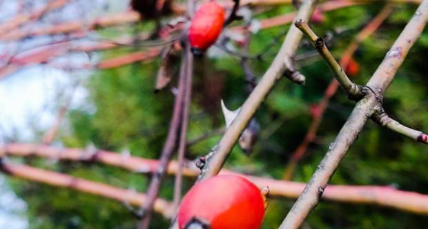 FOTO: Šetnja Sokolovcem i Grgurevskim putom, 13.3.2021.