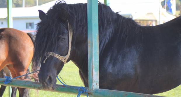 U Mihaljevcima održano natjecanje u šlajsu