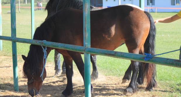 U Mihaljevcima održano natjecanje u šlajsu