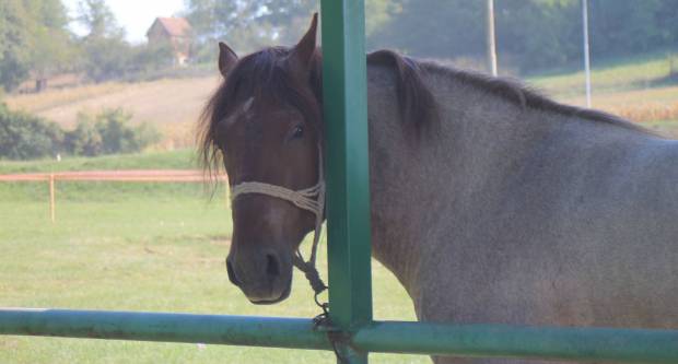 U Mihaljevcima održano natjecanje u šlajsu