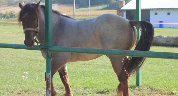 U Mihaljevcima održano natjecanje u šlajsu