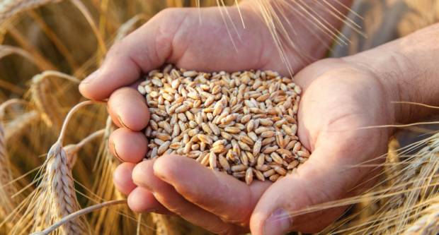 U Hrvatskoj se povećala proizvodnja pšenice, a proizvodnja ječma, uljane repice i zobi je pala, evo i za koliko...