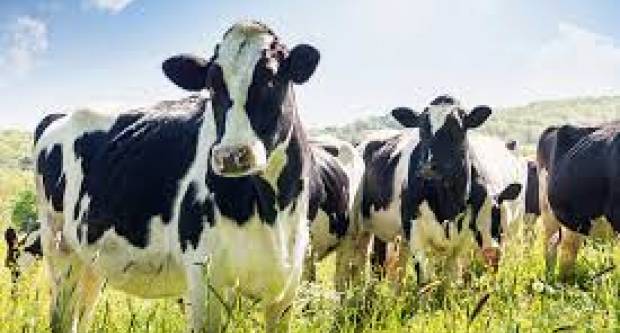 Osigurana dodatna sredstva za sve stočare koji nisu dobili Covid potpore Osigurana dodatna sredstva za sve stočare koji nisu dobili Covid potpore