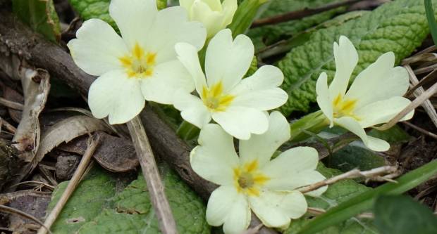 Šetnja požeškim ulicama