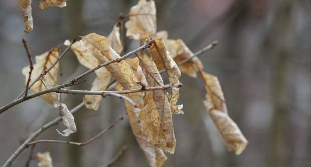 Šetnja požeškim ulicama