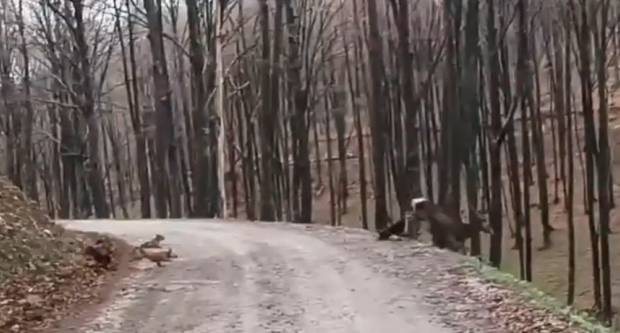 UZNEMIRUJUĆI VIDEO S PAPUKA: Maleni psići napali, a zatim usmrtili košutu