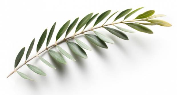 Danas je blagdan Cvjetnice: Znate li zašto se danas u crkvi blagoslivljaju grančice i cvijeće