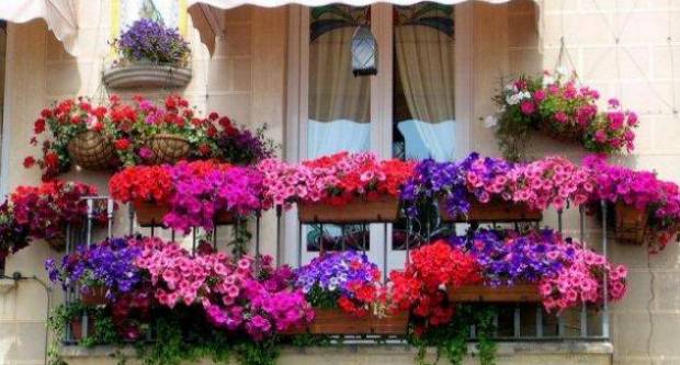 Hrvati vole cvijeće, no i ono postaje luksuz: ʺCijene su išle u nebo, ljudi su nezadovoljniʺ