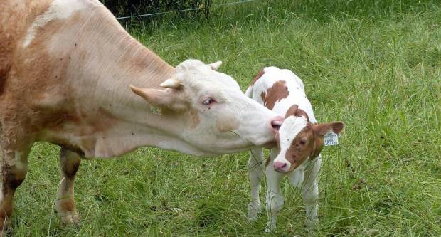 Povodom Majčina dana Prijatelji životinja podsjećaju da ljubav nije svojstvena samo ljudima