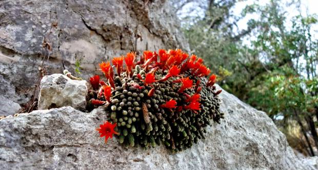 FOTO: HPD Gojzerica Požega posjetila Nacionalni park Mljet