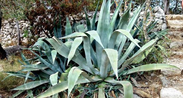 FOTO: HPD Gojzerica Požega posjetila Nacionalni park Mljet