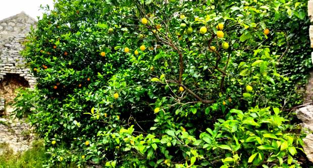 FOTO: HPD Gojzerica Požega posjetila Nacionalni park Mljet