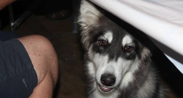 MEĐUNARODNI KONJIČKI TURNIR U PLETERNICI: Održana prva konjička noćna utrka u svijetu