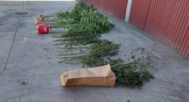 KUTJEVO: Policijski službenici kod 20 i 26-godišnjaka pronašli stabljike marihuane