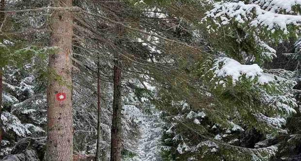 FOTOGALERIJA: HPD ʺGojzericaʺ Požega na zimskom usponu - Vlašić BiH