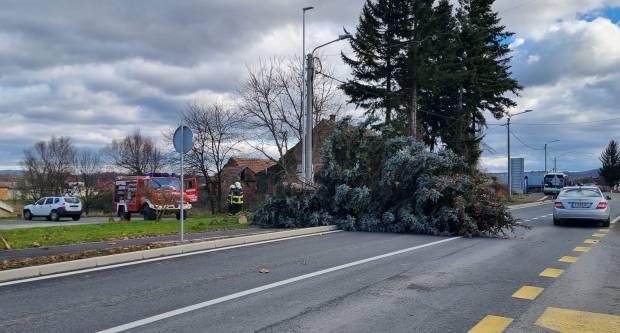 Jak vjetar srušio bor u Brestovcu, a u Požegi pune ruke posla za vatrogasce