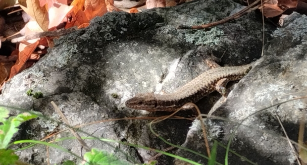 FOTO: Školovanje Čuvara planinarske prirode HPS-a - HPD Gojzerica Požega
