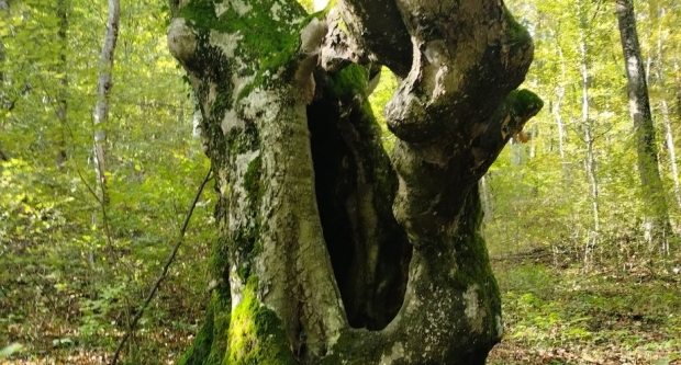 FOTO: Školovanje Čuvara planinarske prirode HPS-a - HPD Gojzerica Požega