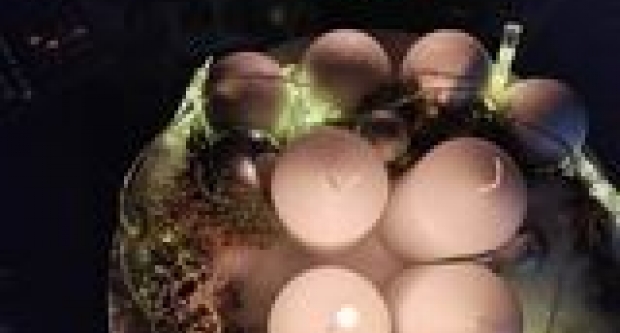 Prva fotogalerija adventskih vijenaca naših čitateljica i čitatelja