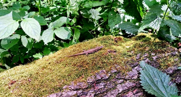 Planinari HPD Gojzerica Dan državnosti proveli na Krndiji