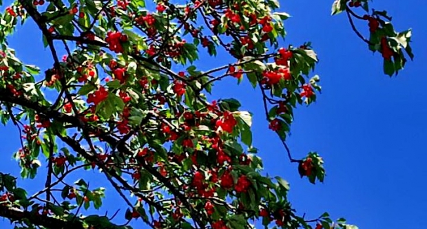 Planinari HPD Gojzerica Dan državnosti proveli na Krndiji