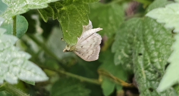 Potraga za blagom HPD Gojzerice