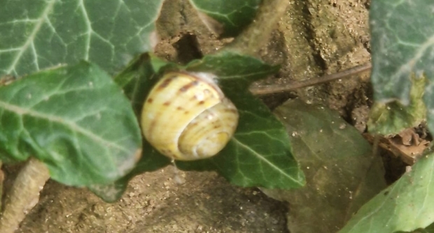 Potraga za blagom HPD Gojzerice