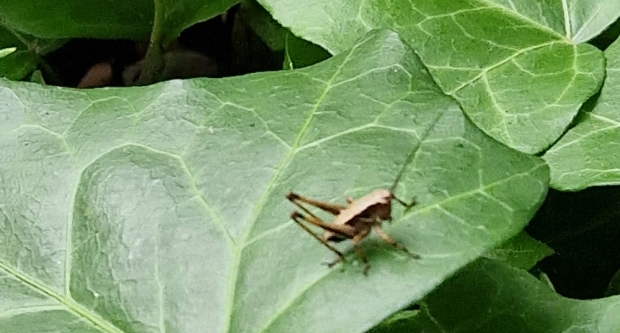 Potraga za blagom HPD Gojzerice