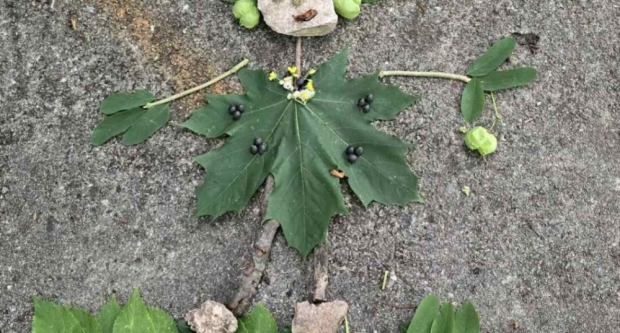 Potraga za blagom HPD Gojzerice