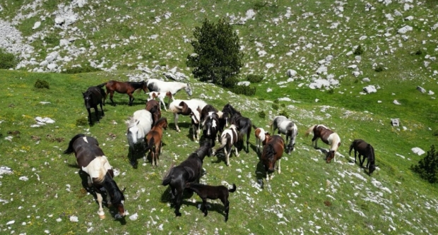 HPD Gojzerica na izletu u Prenj- BiH pohodila vrhove  Zelena glava 2155 mnv i Otiš 2097 mnv