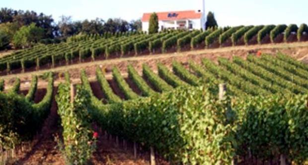 Cesta ruža i vina vodi od Požege do Pleternice Cesta ruža i vina vodi od Požege do Pleternice