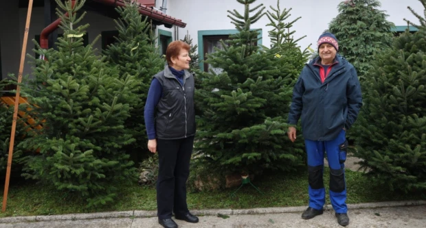 Obitelj Štimac prodaje tri vrste božićnih drvaca na dvije požeške lokacije