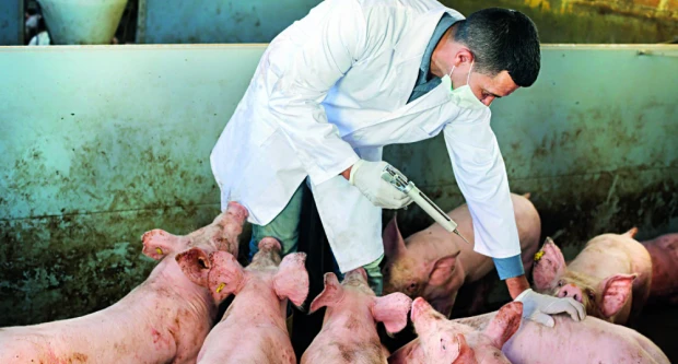 Požeška županija među srednjima po broju uzgojenih svinja