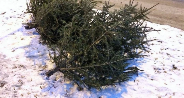 Od četvrtka kreće odvoz božićnih drvaca