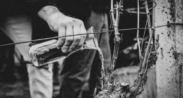 Od svetog Vinka do veselja u vinogradu