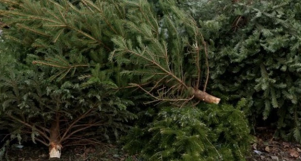 Vrijeme je za oproštaj s božićnim drvcima - odvoz traje do 19. siječnja