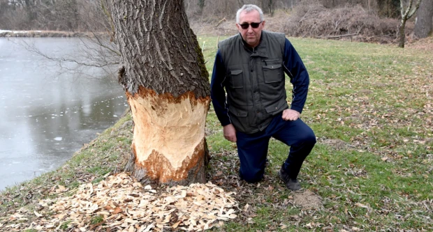 Neobični stanari stvaraju probleme: Dabrovi „okupirali“ ribnjak u Eminovcima, šteta se mjeri u tisućama eura