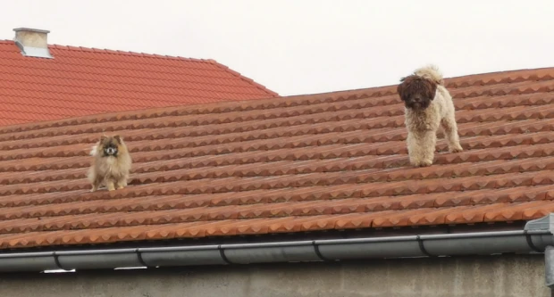 S krova se bolje vidi