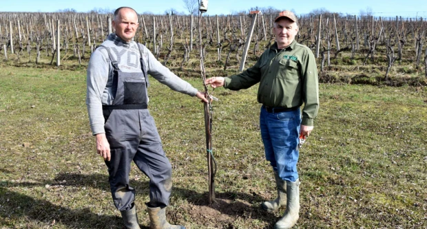 Šumarska duša u kutjevačkom trsu: Ante Miličević stvara vina u dosluhu s prirodom