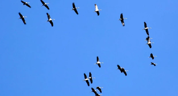 Proljeće na krilima: Iznad Požege preletjelo jato ždralova