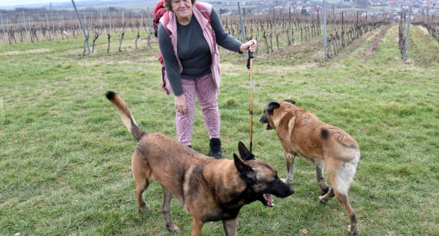 Velički jutarnji ritual: Svaki dan na stazi s Jelom Domić i njezinim belgijskim ovčarima