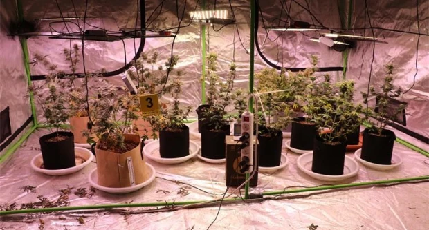 Policija otkrila laboratorij za uzgoj marihuane u Velikoj, pronađene biljke i droga
