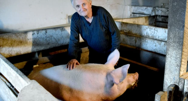 Čuvar tradicije svinojogojstva na Požeškoj gori: Ivan Franekić nastavlja običaj dug tri stoljeća